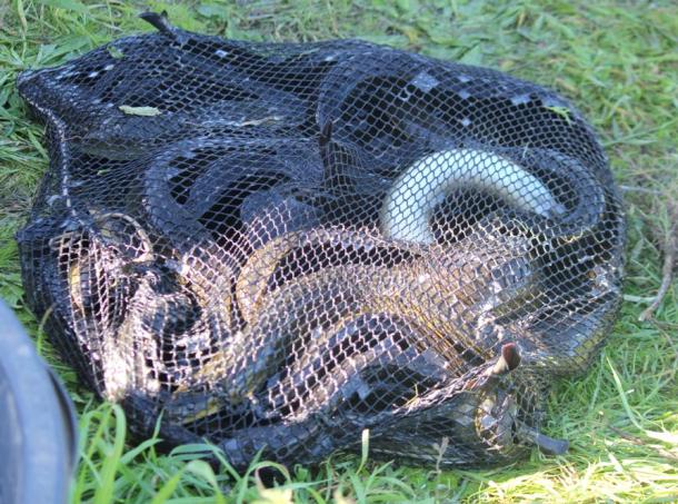 Victoria's Hopkins River provides some good sport fishing options for loclas in the know. Image: Tim Vincent